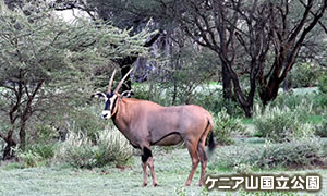 ケニア山国立公園